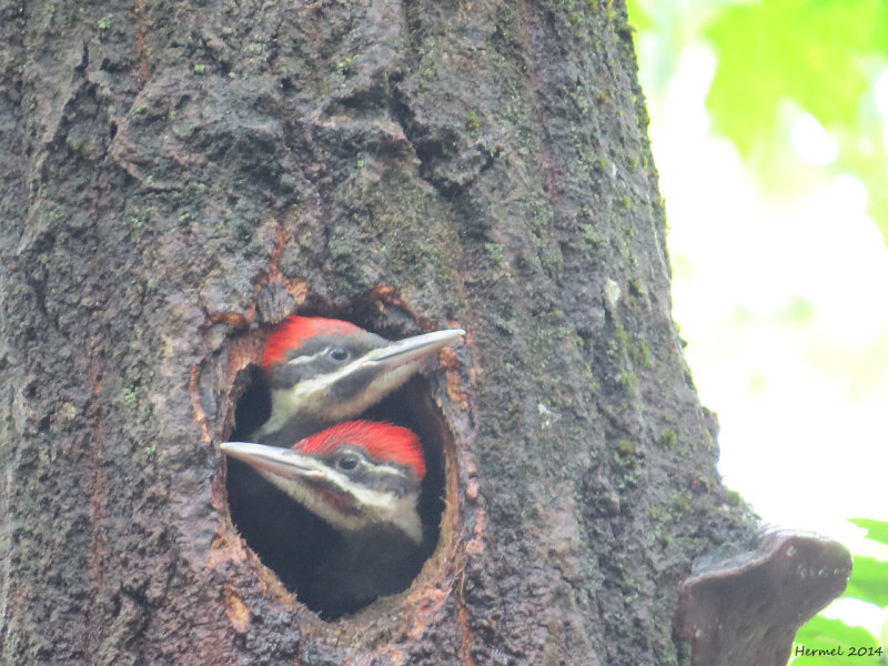 Grand Pic - Pileated Woodpecker