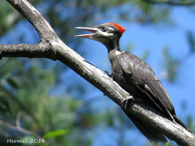 Grand Pic (juvenile) Pileated Woodpecker