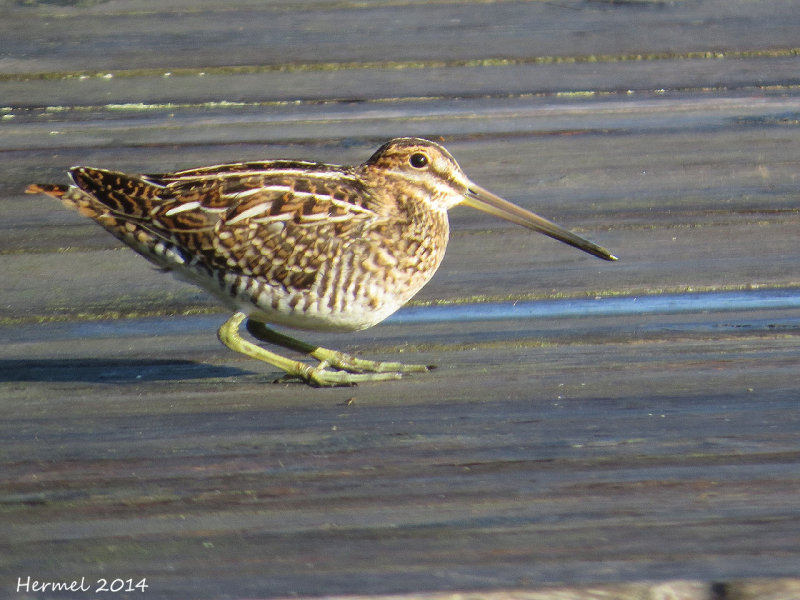 Bcassine de Wilson - Wilsons Snipe