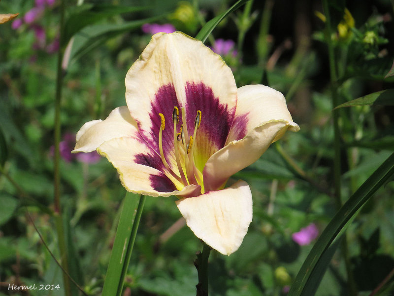 Hmrocalle-Daylily