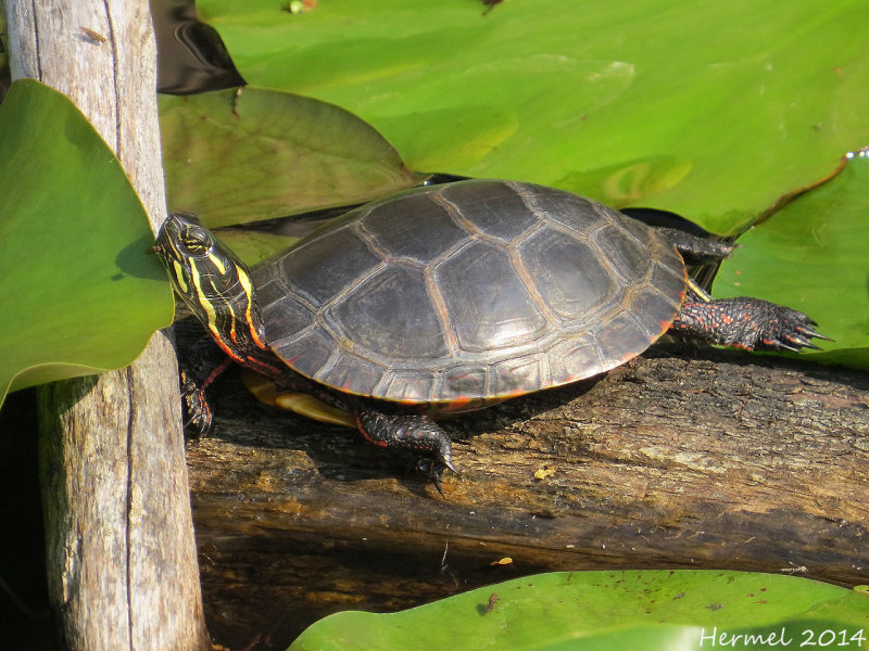 Tortue peinte - Painted turtle