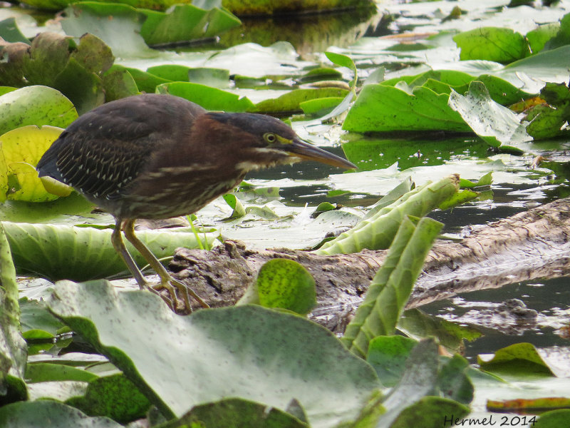Hron vert - Green Heron