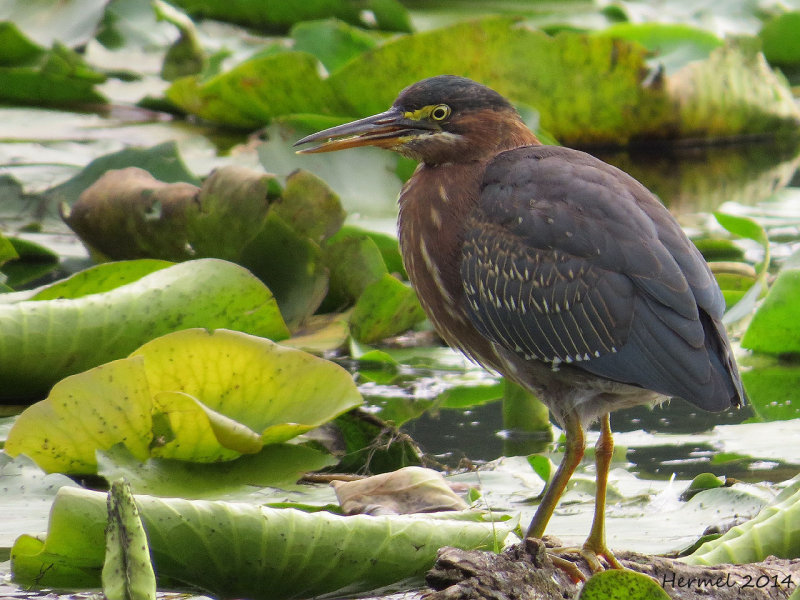 Hron vert - Green Heron
