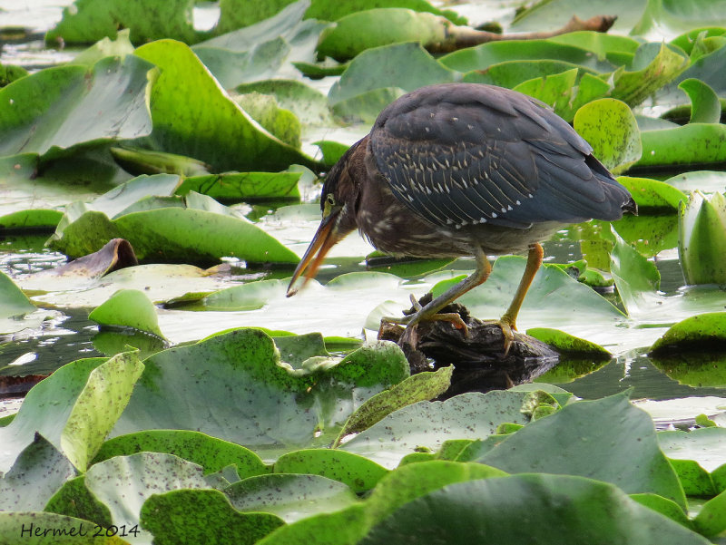 Hron vert - Green Heron