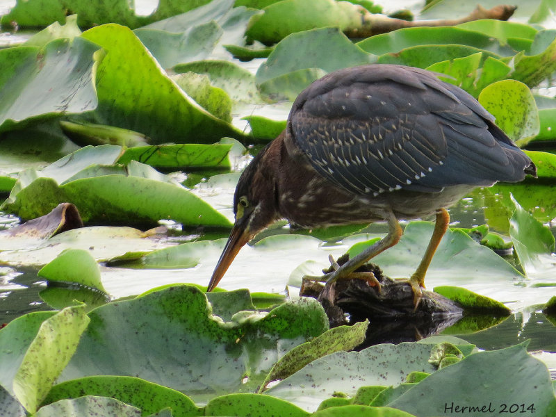 Hron vert - Green Heron