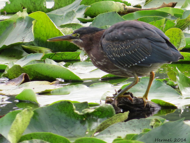 Hron vert - Green Heron