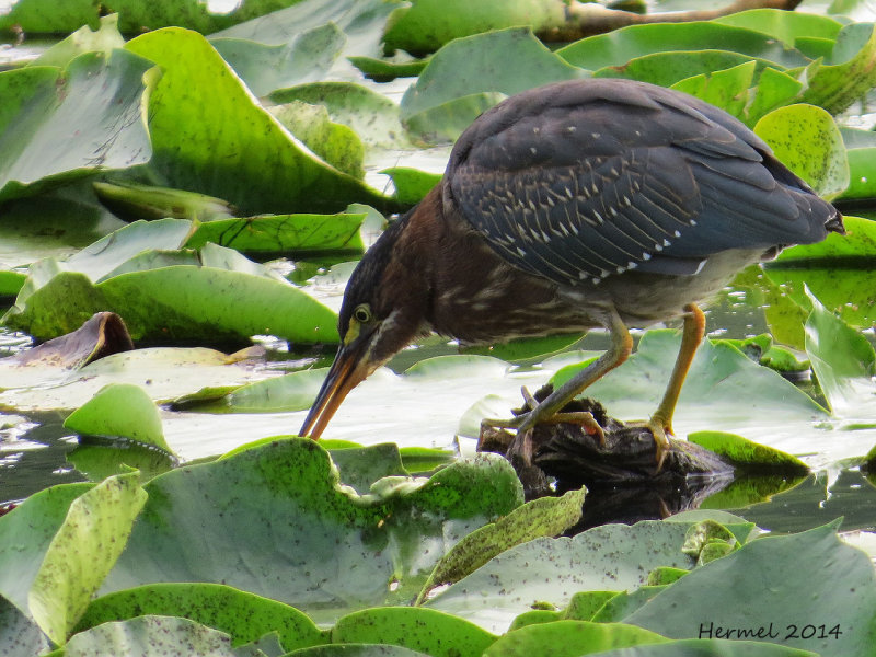 Hron vert - Green Heron