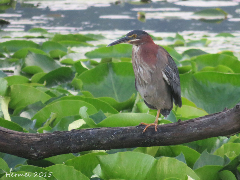 Hron vert - Green Heron