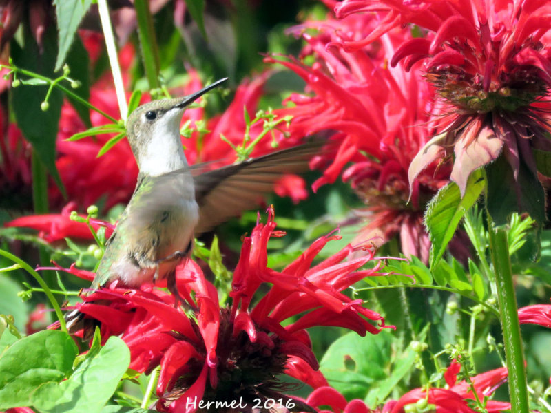 Colibri  gorge rubis - Ruby-throated Hummingbird