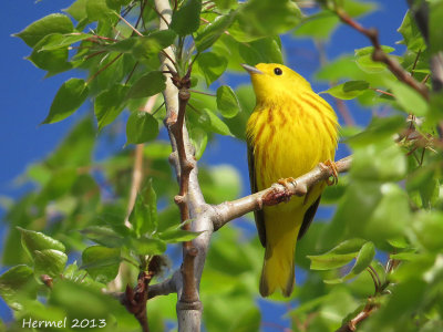 Paruline jaune - Yellow Warbler