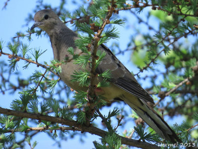 Tourterelle triste - Mourning Dove