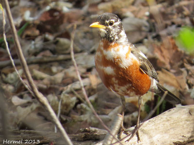 Merle d'Amrique -  American Robin