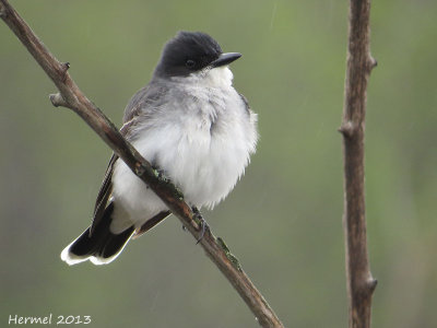 Tyran tritri - Eastern Kingbird