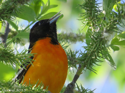 Oriole de Baltimore - Baltimore Oriole