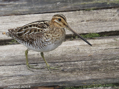 Becassine de Wilson - Wilson's Snipe