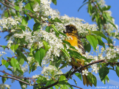 Oriole de Baltimore - Baltimore Oriole