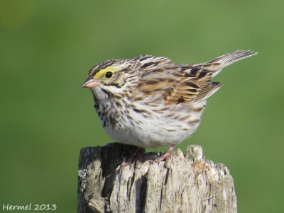 Bruant des prs - Savannah Sparrow