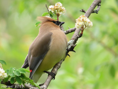 Jaseur d'Amrique - Cedar Waxwing