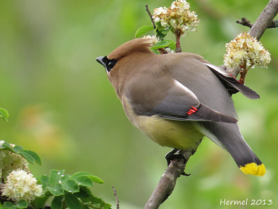 Jaseur d'Amrique - Cedar Waxwing