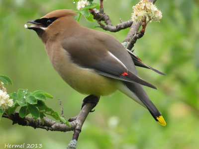 Jaseur d'Amrique - Cedar Waxwing