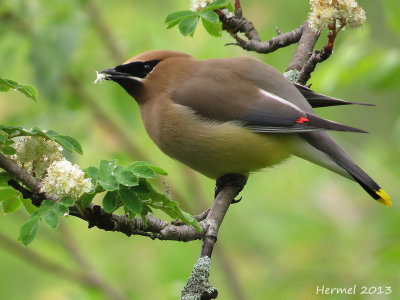 Jaseur d'Amrique - Cedar Waxwing