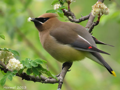 Jaseur d'Amrique - Cedar Waxwing