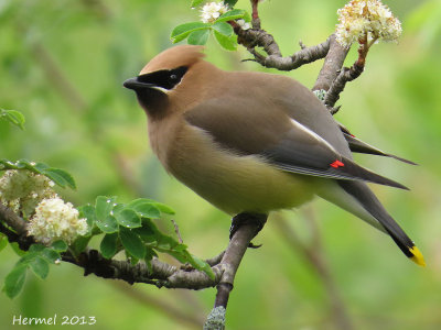 Jaseur d'Amrique - Cedar Waxwing