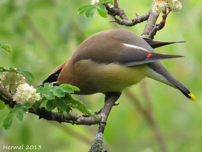 Jaseur d'Amrique - Cedar Waxwing