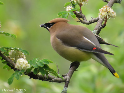 Jaseur d'Amrique - Cedar Waxwing