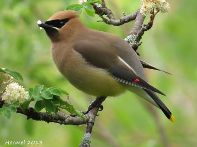 Jaseur d'Amrique - Cedar Waxwing