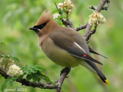 Jaseur d'Amrique - Cedar Waxwing