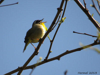 Paruline masquée - Common Yellowthroat
