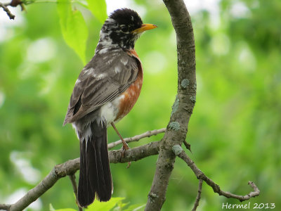 Merle d'Amrique -  American Robin