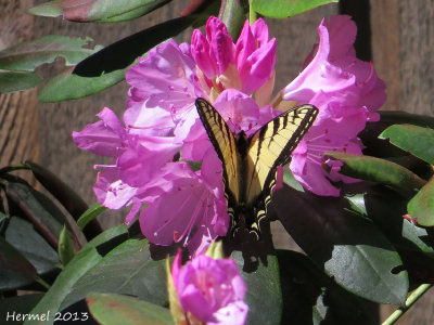 Papillon tigr du Canada - Canada tiger swallowtail