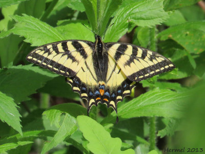 Papillon tigr du Canada - Canada tiger swallowtail