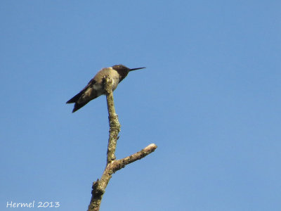 Colibri  gorge rubis - Ruby-throated Hummingbird