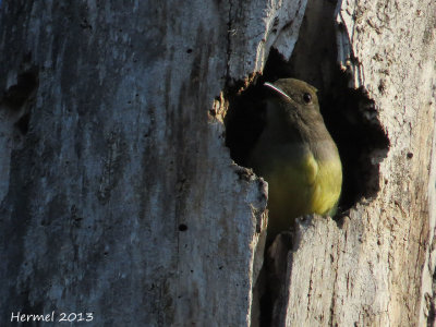 Tyran hupp - Great-crested Flycatcher