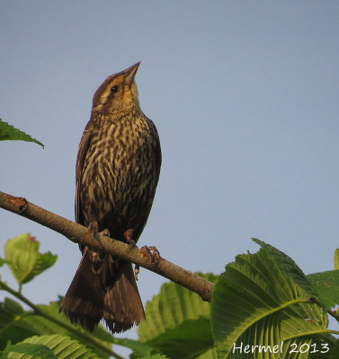 Carouge  paulettes - Red-winged Blackbird