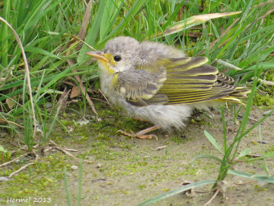 Paruline jaune(bébé) - Yellow Warbler (baby)