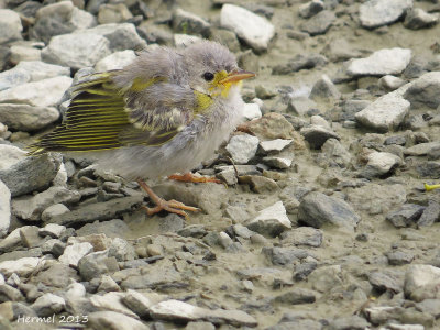 Paruline jaune(bb) - Yellow Warbler (baby)