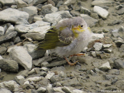 Paruline jaune(bb) - Yellow Warbler (baby)