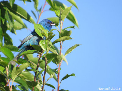 Passerin indigo - Indigo Bunting