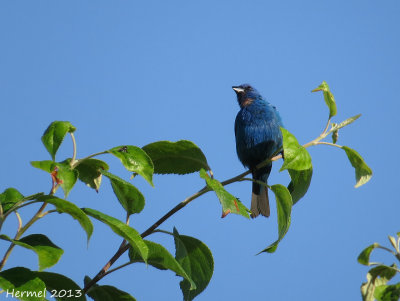 Passerin indigo - Indigo Bunting