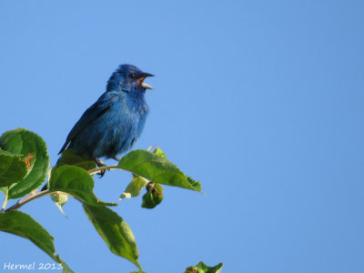 Passerin indigo - Indigo Bunting