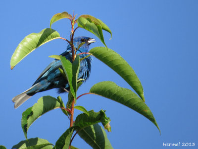 Passerin indigo - Indigo Bunting