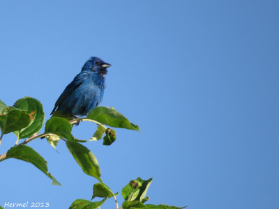 Passerin indigo - Indigo Bunting