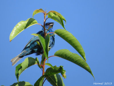 Passerin indigo - Indigo Bunting