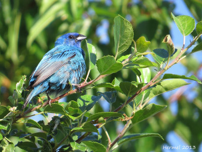 Passerin indigo - Indigo Bunting