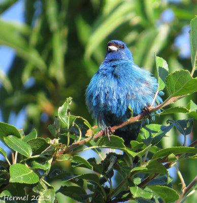 Passerin indigo - Indigo Bunting