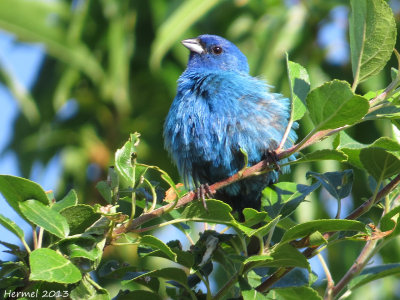 Passerin indigo - Indigo Bunting